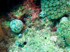Sea Pearls IMG 3155